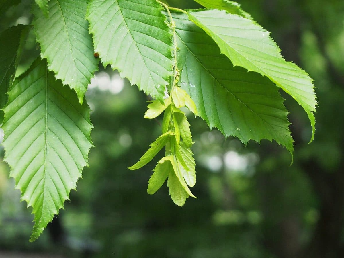 American hornbeam branch with toothed, pointed leaves and a hanging cluster of leafy three-lobed seed bracts