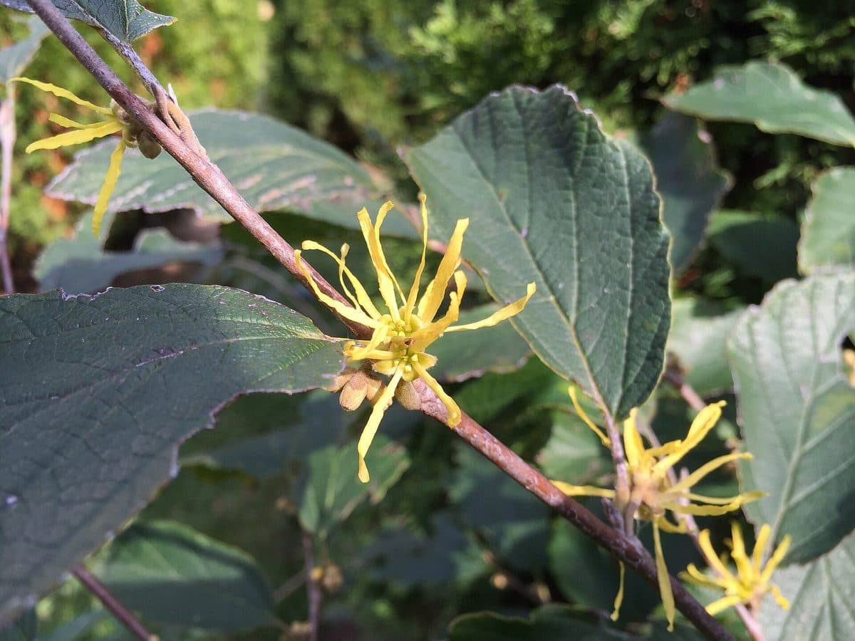 American witch-hazel twig with spidery yellow ribbon-petalled flowers among broad, wavy-toothed leaves
