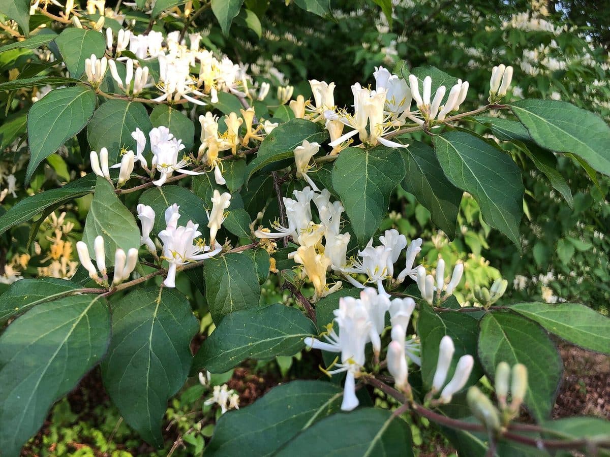 Amur honeysuckle shrub with pairs of white and pale-yellow tubular flowers along leafy stems