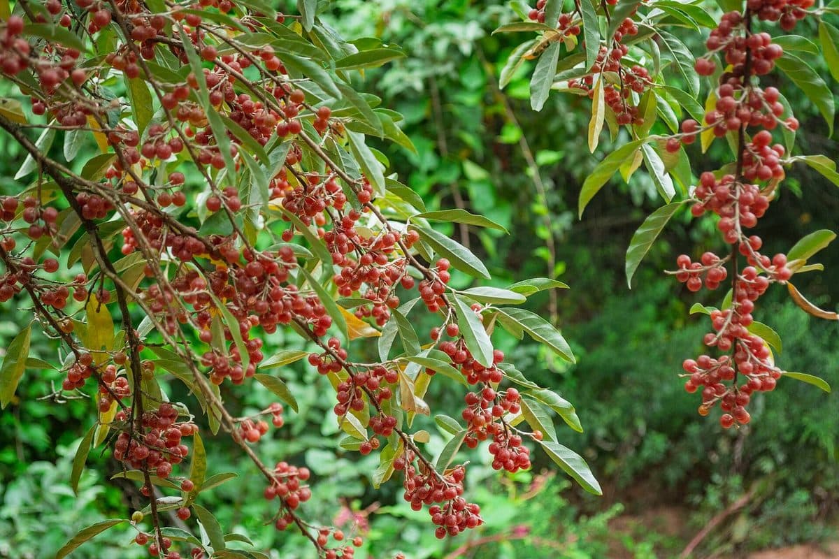 Autumn olive branches heavy with small speckled red berries among narrow silvery-green leaves