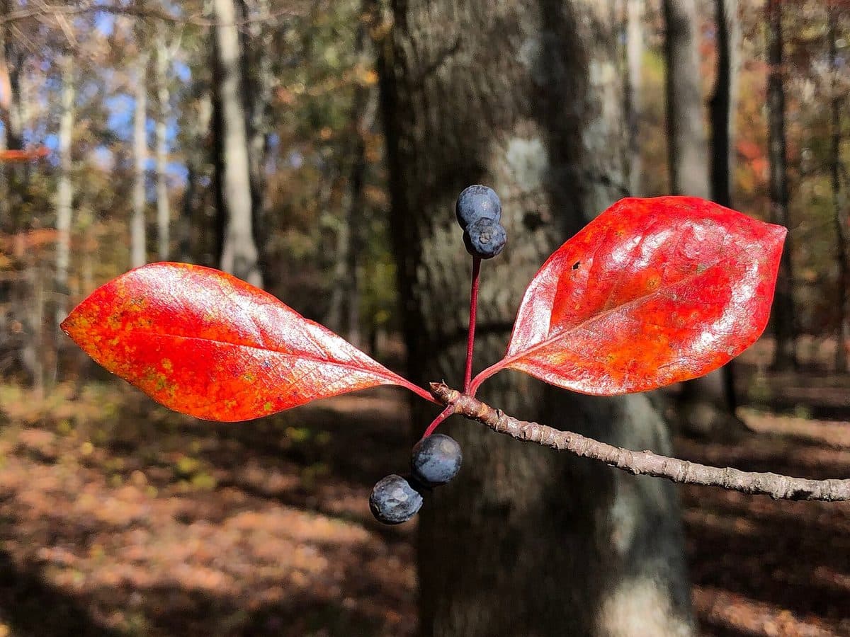 Glossy scarlet blackgum leaves in autumn beside small blue-black fruits on a twig