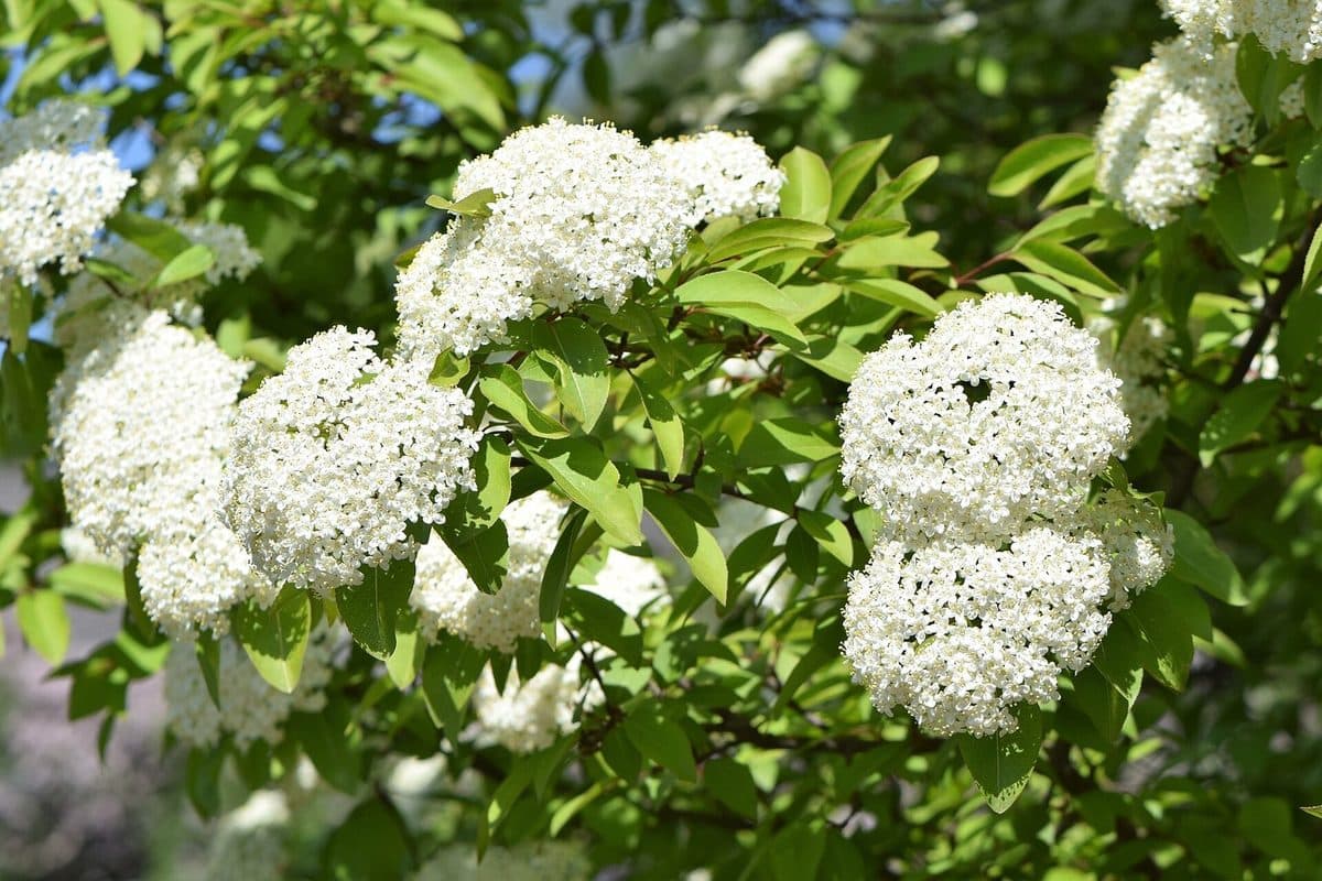Blackhaw branch with flat-topped clusters of tiny white flowers among glossy, finely toothed oval leaves