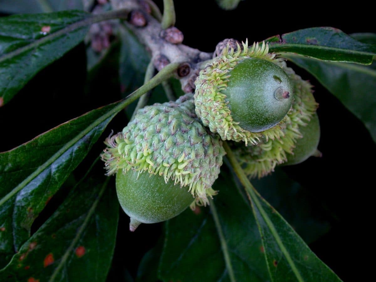 Two bur oak acorns in deep cups edged with a shaggy fringe, among dark glossy leaves