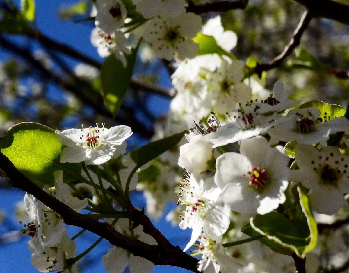 Callery pear blossoms: clusters of white five-petalled flowers with dark red anthers among glossy new leaves