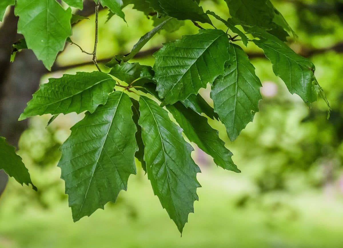 Chinkapin oak branch with glossy, narrow leaves edged in regular pointed teeth