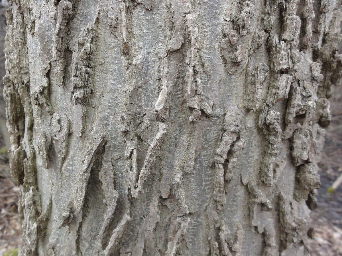 Hackberry trunk with grey bark broken into narrow, corky ridges