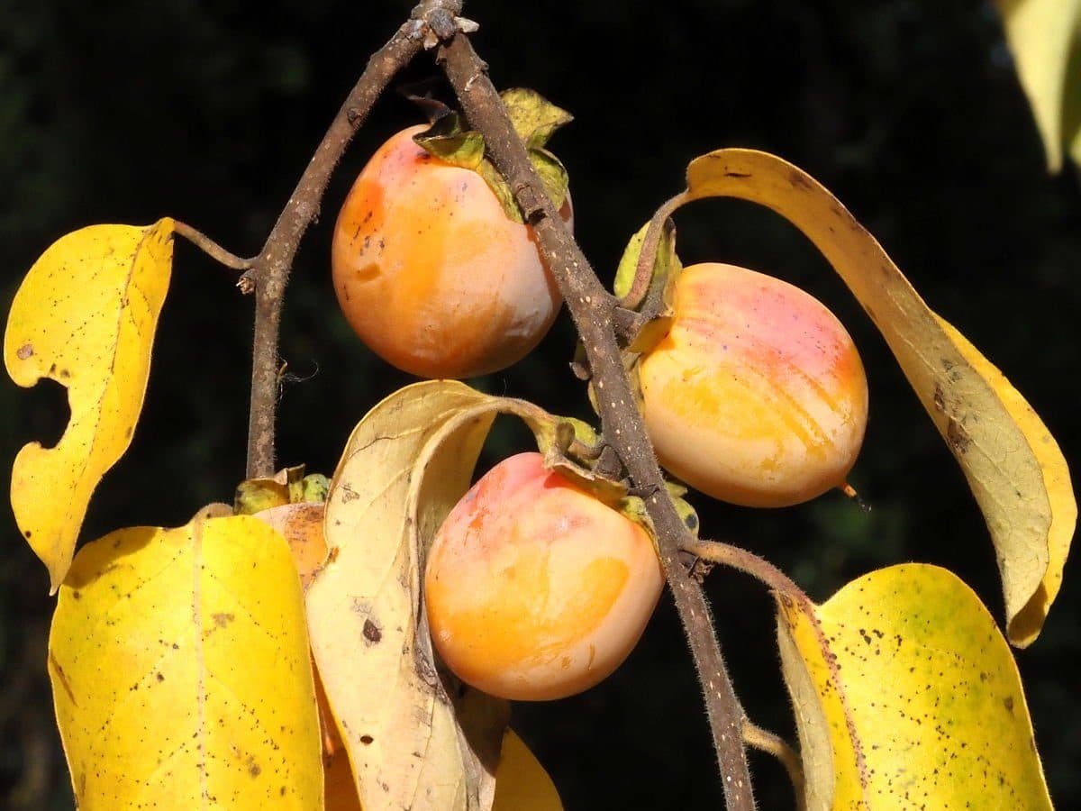 Three ripening orange persimmons hanging from a twig among yellow autumn leaves