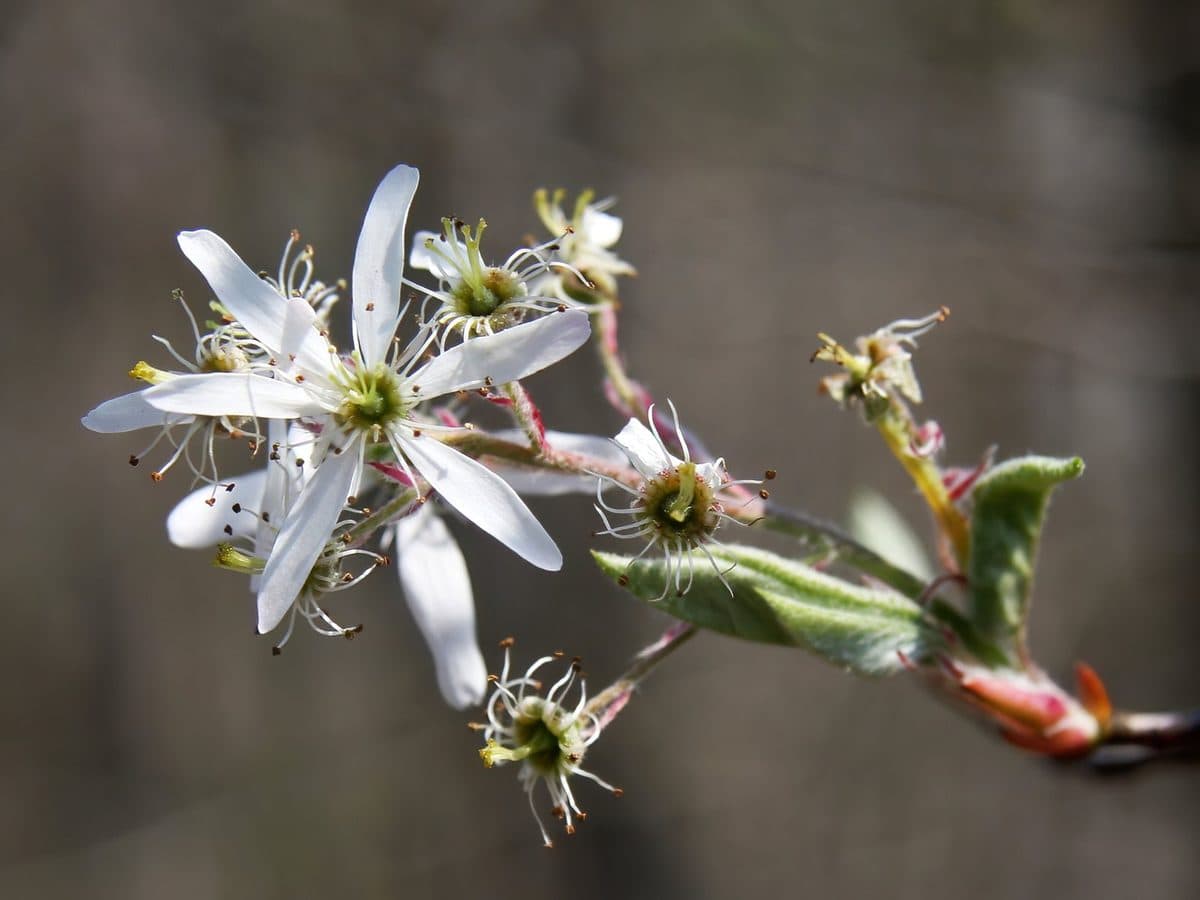 Downy serviceberry twig with star-like white flowers of five narrow petals beside unfolding, silvery-downy young leaves