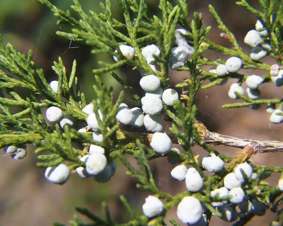Eastern red cedar sprays of scaly green foliage dotted with frosty blue, berry-like cones