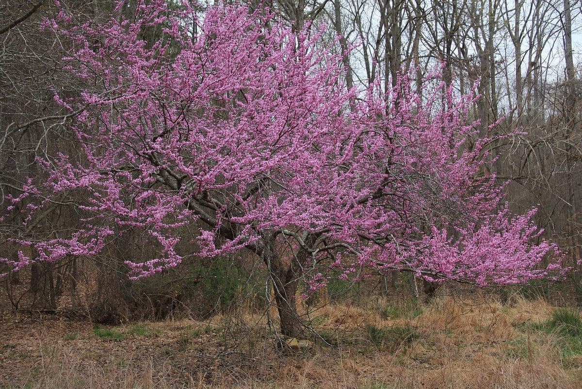Eastern redbud tree covered in small pinkish-purple blossoms on bare branches at a woodland edge