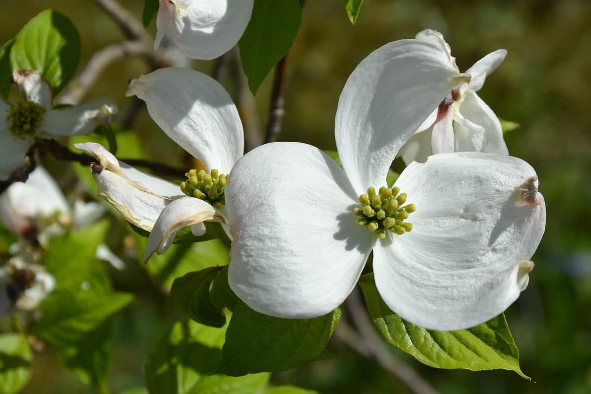 Flowering dogwood bloom: four white, notched bracts around a knot of small green-yellow flowers