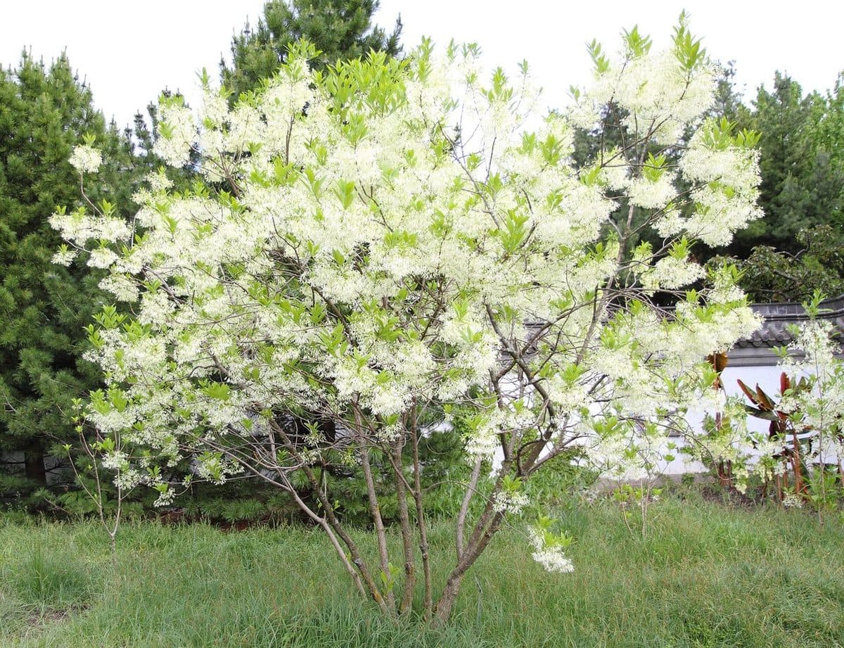 Fringetree in full bloom, a small multi-stemmed tree covered in white, fringe-like flower clusters