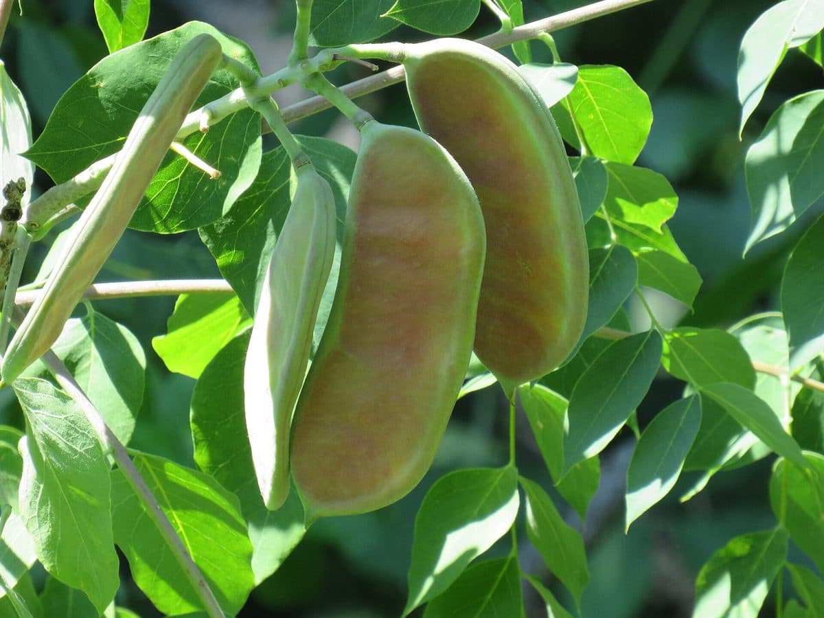 Kentucky coffeetree seed pods, thick green-purple beans, hanging among small oval leaflets