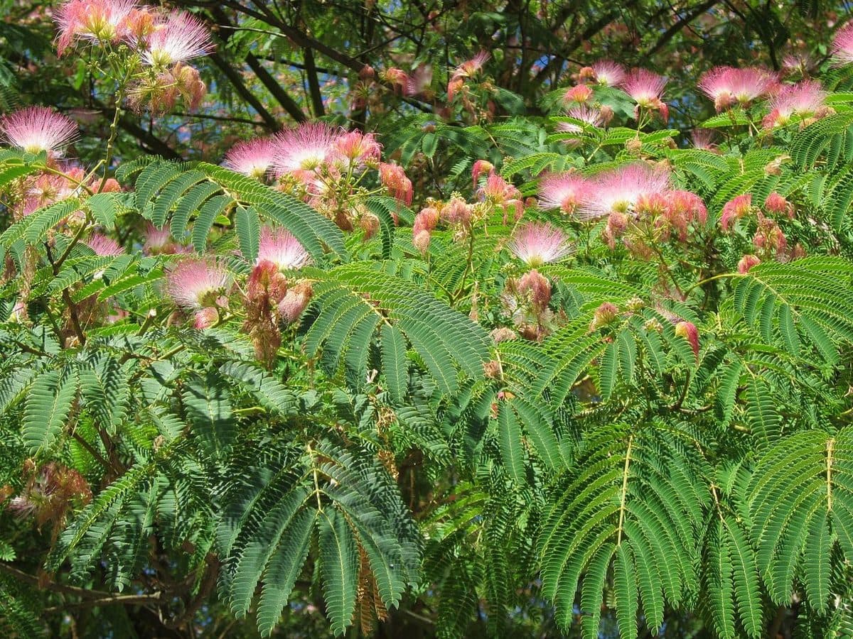 Mimosa tree with pink powder-puff flowers above feathery, fern-like leaves