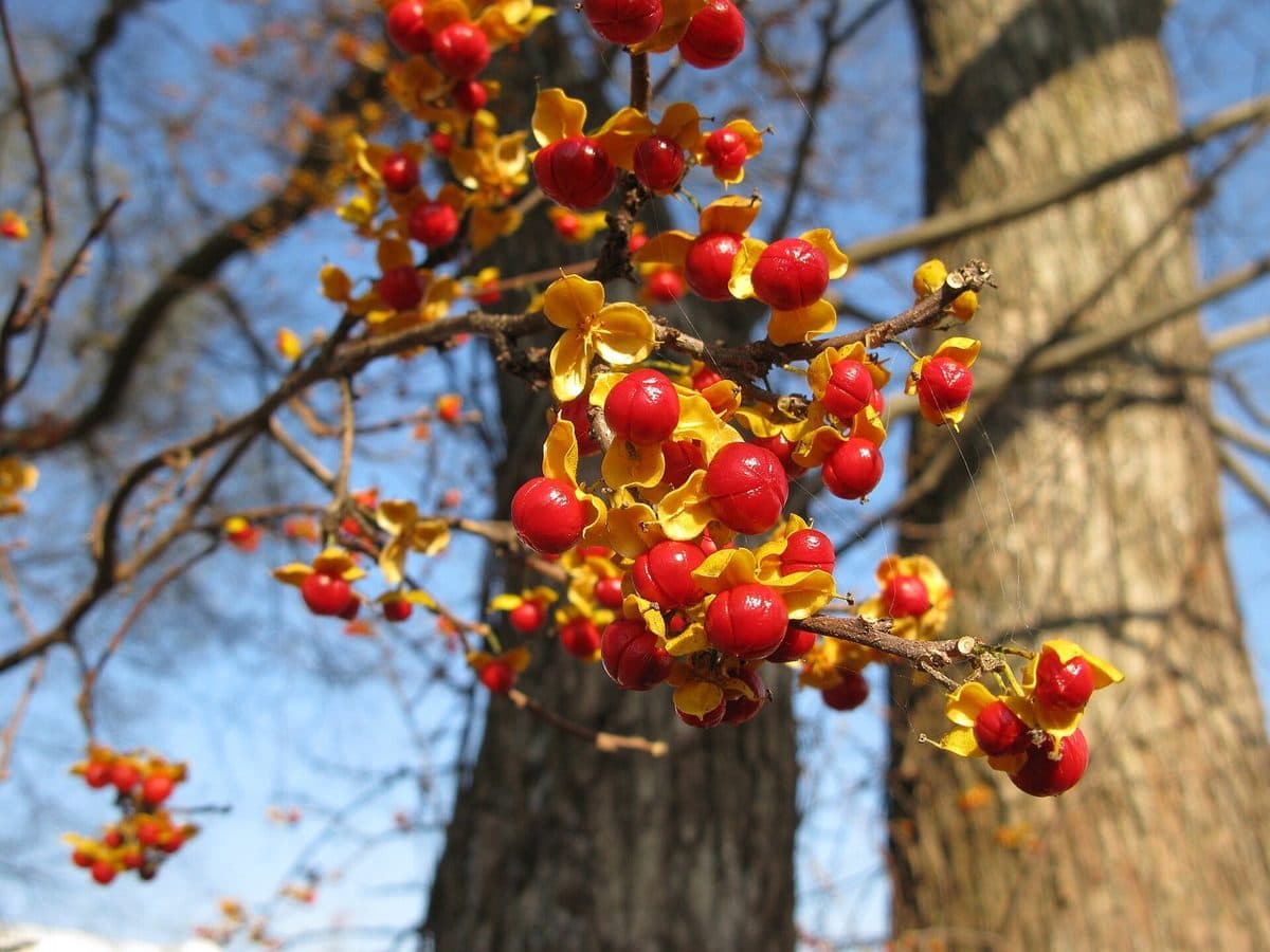 Oriental bittersweet vine hung with red berries in split yellow-orange husks, climbing beside a tree trunk