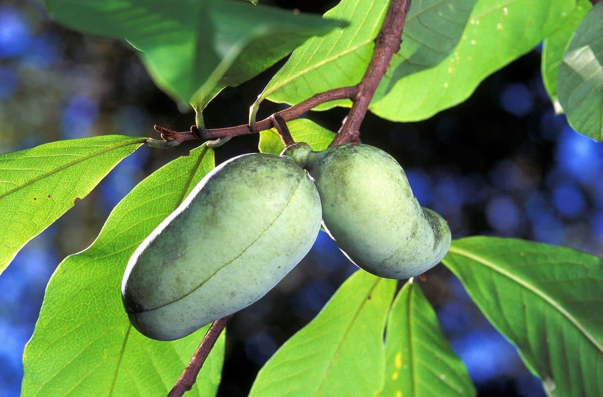 Two green pawpaw fruits hanging among large, smooth, drooping leaves