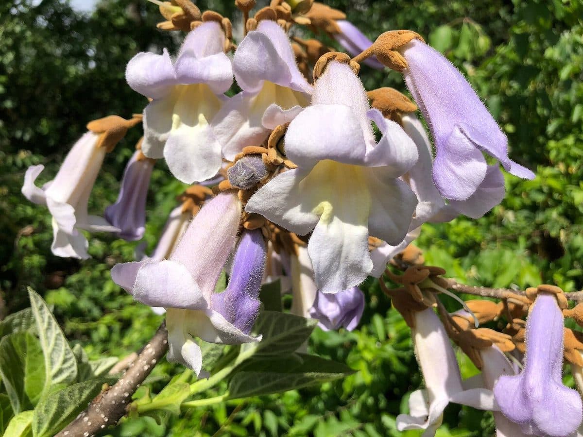 Princess tree flower cluster: pale violet, foxglove-like trumpets with creamy throats and brown fuzzy buds