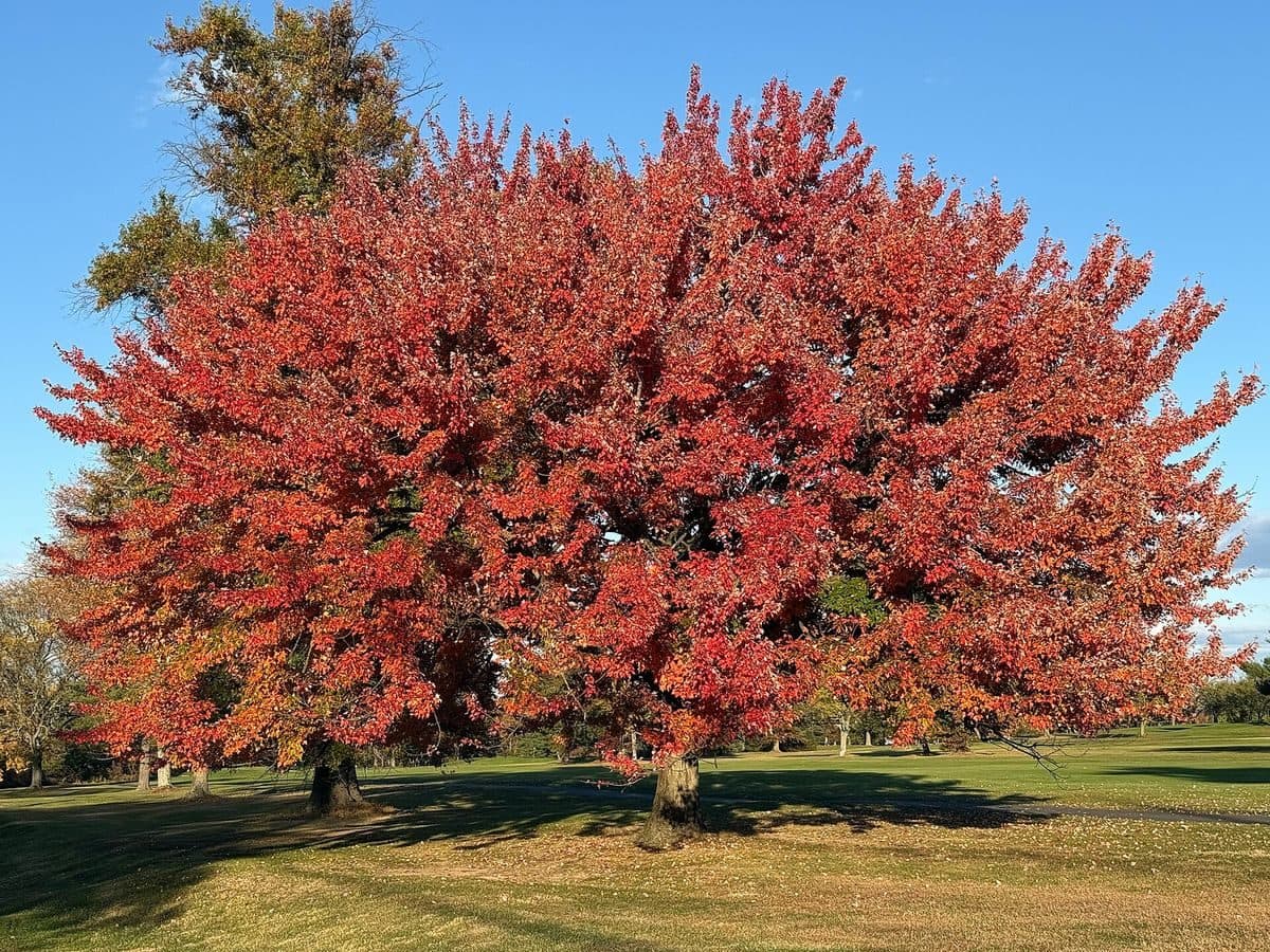 Red maple in autumn, its broad crown blazing scarlet and orange against a blue sky