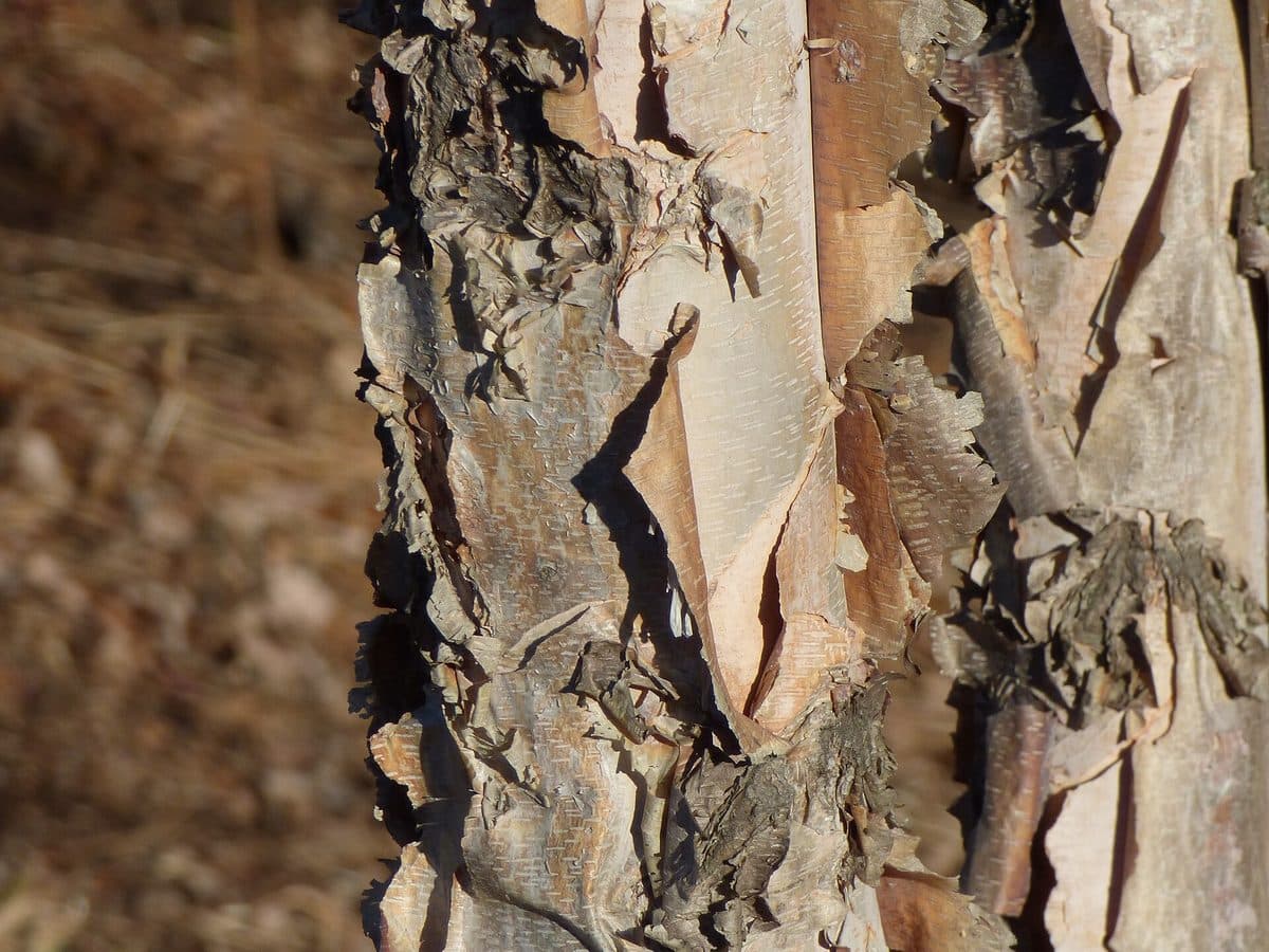 River birch trunk with papery tan and salmon-colored bark curling away in layers