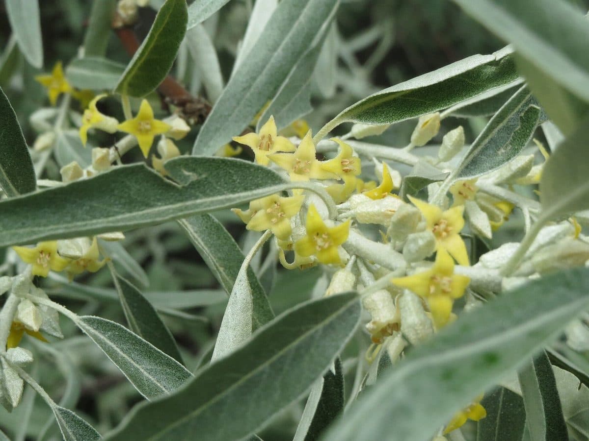 Russian olive twig with small yellow star-shaped flowers among long, narrow, silvery leaves