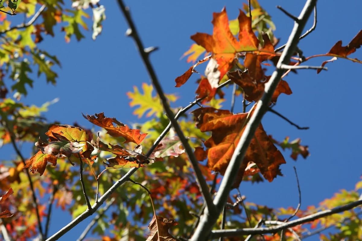 Shumard oak leaves turning orange-red in autumn, with pointed, bristle-tipped lobes against a blue sky