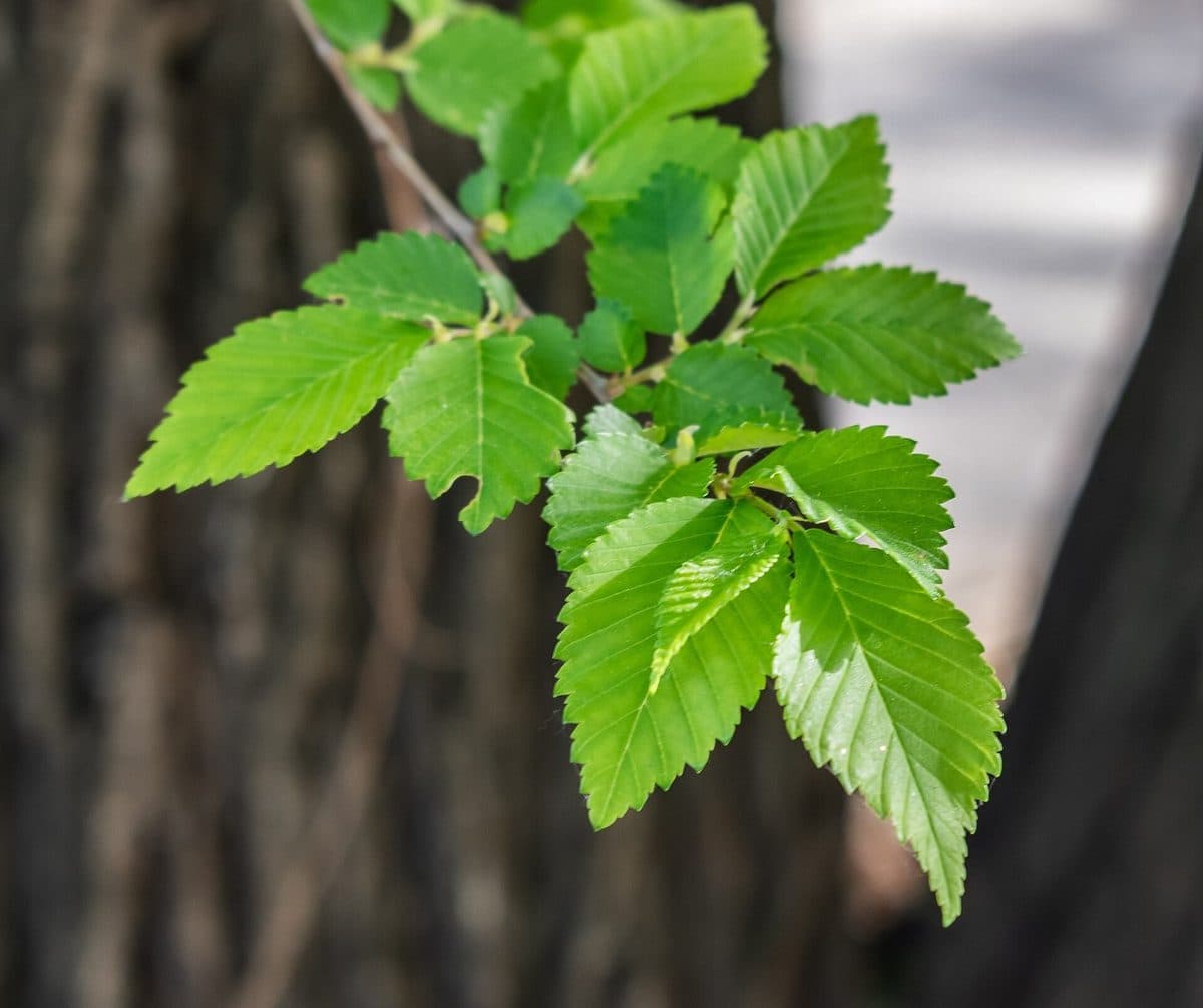Siberian elm twig with small, oval, evenly toothed leaves against a dark trunk