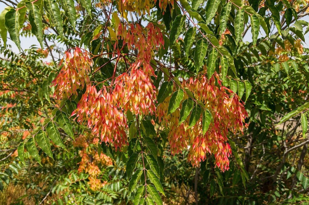 Tree-of-heaven branches loaded with clusters of red-orange winged seeds among long compound leaves