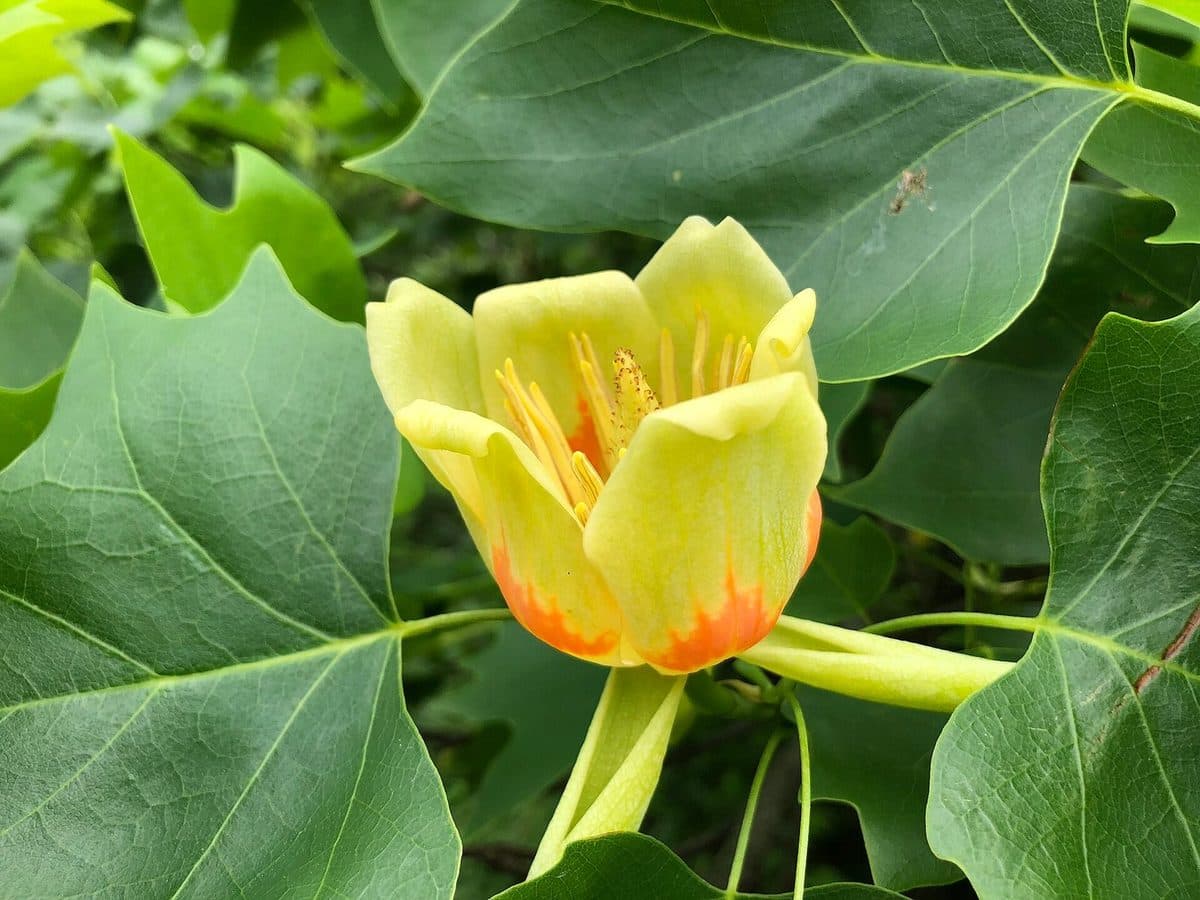 Tulip poplar flower, a cup of pale yellow-green petals with an orange band, among squarish four-lobed leaves