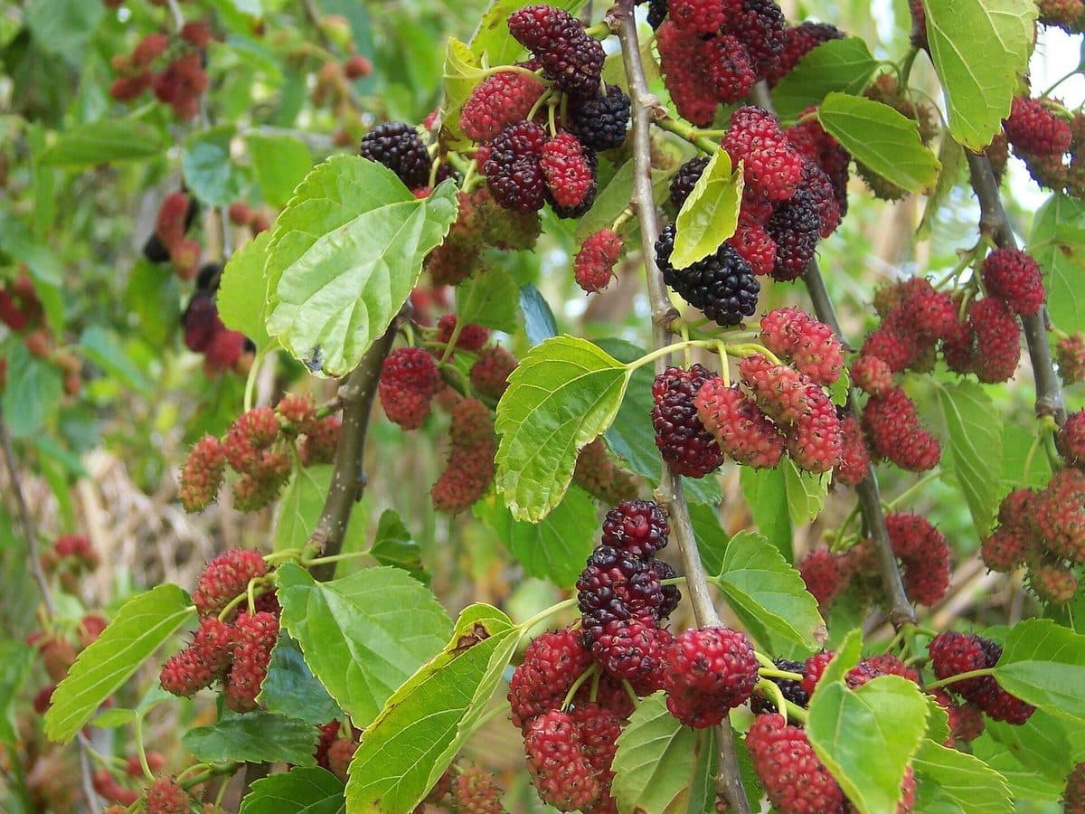 White mulberry branches with clusters of red and dark purple ripening fruit among glossy toothed leaves