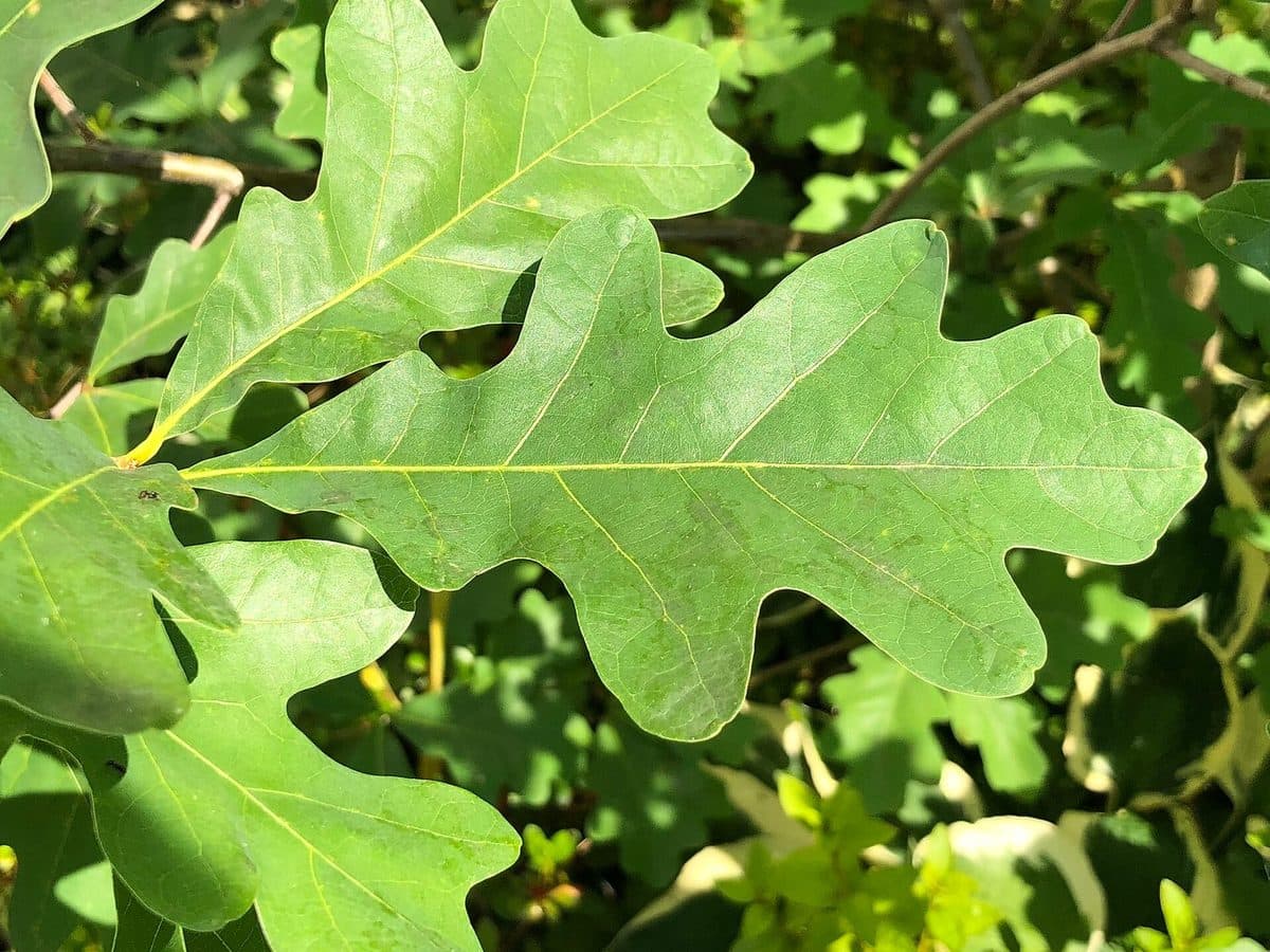 White oak leaves with rounded, finger-like lobes, bright green in summer