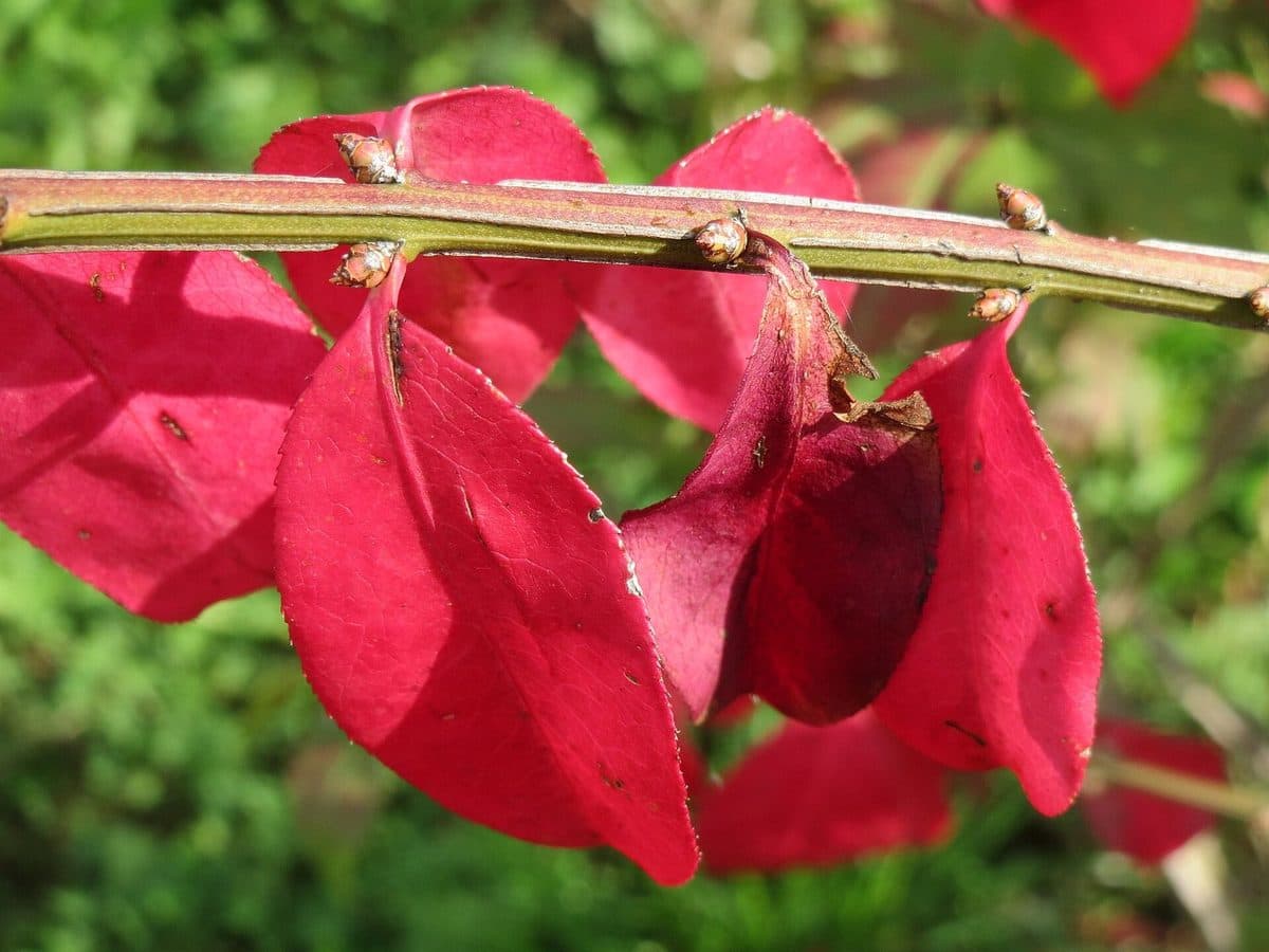 Winged burning bush stem with thin corky ridges along its sides, above bright red autumn leaves