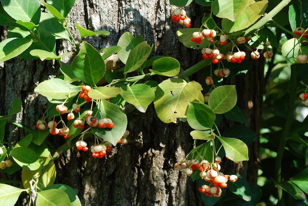 Wintercreeper vine climbing a tree trunk, with glossy oval leaves and orange-red seeds bursting from pale capsules