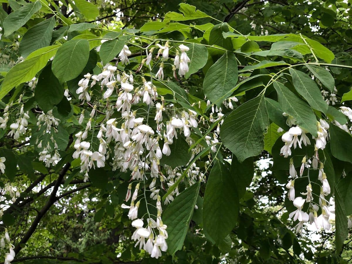 Yellowwood branch with drooping clusters of white pea-like flowers among compound leaves